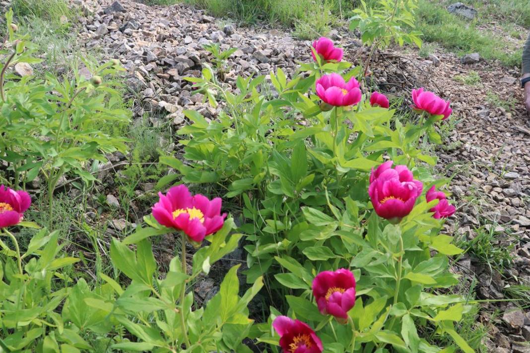 Şifa deposu fakat sadece 15 gün ömrü var! Ağrı kesici ve antioksidan etkiye sahip 3